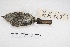  ( - MACN-Or-ct 4827)  @12 [ ] Copyright (2015) MACN Museo Argentino de Ciencias Naturales, Bernardino Rivadavia