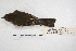  ( - MACN-Or-ct 4849)  @12 [ ] Copyright (2015) MACN Museo Argentino de Ciencias Naturales, Bernardino Rivadavia