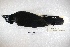  ( - MACN-Or-ct 4856)  @12 [ ] Copyright (2015) MACN Museo Argentino de Ciencias Naturales, Bernardino Rivadavia