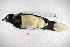  ( - MACN-Or-ct 4856)  @12 [ ] Copyright (2015) MACN Museo Argentino de Ciencias Naturales, Bernardino Rivadavia