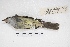  ( - MACN-Or-ct 4981)  @12 [ ] Copyright (2015) MACN Museo Argentino de Ciencias Naturales, Bernardino Rivadavia