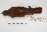 ( - MACN-Or-ct 4999)  @12 [ ] Copyright (2015) MACN Museo Argentino de Ciencias Naturales, Bernardino Rivadavia