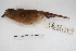  ( - MACN-Or-ct 4999)  @13 [ ] Copyright (2015) MACN Museo Argentino de Ciencias Naturales, Bernardino Rivadavia