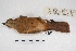  ( - MACN-Or-ct 4999)  @12 [ ] Copyright (2015) MACN Museo Argentino de Ciencias Naturales, Bernardino Rivadavia