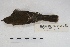  ( - MACN-Or-ct 5018)  @12 [ ] Copyright (2015) MACN Museo Argentino de Ciencias Naturales, Bernardino Rivadavia
