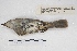  ( - MACN-Or-ct 5018)  @12 [ ] Copyright (2015) MACN Museo Argentino de Ciencias Naturales, Bernardino Rivadavia