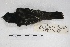  ( - MACN-Or-ct 5031)  @12 [ ] Copyright (2015) MACN Museo Argentino de Ciencias Naturales, Bernardino Rivadavia