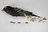  ( - MACN-Or-ct 5031)  @12 [ ] Copyright (2015) MACN Museo Argentino de Ciencias Naturales, Bernardino Rivadavia