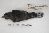  ( - MACN-Or-ct 5031)  @12 [ ] Copyright (2015) MACN Museo Argentino de Ciencias Naturales, Bernardino Rivadavia