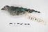  ( - MACN-Or-ct 5041)  @13 [ ] Copyright (2015) MACN Museo Argentino de Ciencias Naturales, Bernardino Rivadavia