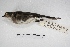  (Progne tapera - MACN-Or-ct 5056)  @13 [ ] Copyright (2015) MACN Museo Argentino de Ciencias Naturales, Bernardino Rivadavia