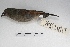  ( - MACN-Or-ct 5061)  @13 [ ] Copyright (2015) MACN Museo Argentino de Ciencias Naturales, Bernardino Rivadavia