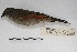  ( - MACN-Or-ct 5062)  @13 [ ] Copyright (2015) MACN Museo Argentino de Ciencias Naturales, Bernardino Rivadavia