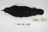  ( - MACN-Or-ct 5080)  @12 [ ] Copyright (2015) MACN Museo Argentino de Ciencias Naturales, Bernardino Rivadavia