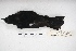  ( - MACN-Or-ct 5086)  @13 [ ] Copyright (2016) MACN Museo Argentino de Ciencias Naturales, Bernardino Rivadavia