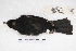 ( - MACN-Or-ct 5086)  @12 [ ] Copyright (2016) MACN Museo Argentino de Ciencias Naturales, Bernardino Rivadavia