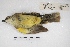  ( - MACN-Or-ct 5089)  @12 [ ] Copyright (2015) MACN Museo Argentino de Ciencias Naturales, Bernardino Rivadavia