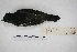  ( - MACN-Or-ct 5093)  @12 [ ] Copyright (2015) MACN Museo Argentino de Ciencias Naturales, Bernardino Rivadavia