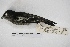  ( - MACN-Or-ct 5093)  @13 [ ] Copyright (2015) MACN Museo Argentino de Ciencias Naturales, Bernardino Rivadavia