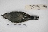  ( - MACN-Or-ct 5093)  @12 [ ] Copyright (2015) MACN Museo Argentino de Ciencias Naturales, Bernardino Rivadavia
