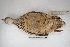  ( - MACN-Or-ct 5114)  @11 [ ] Copyright (2015) MACN Museo Argentino de Ciencias Naturales, Bernardino Rivadavia
