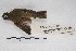  ( - MACN-Or-ct 5159)  @13 [ ] Copyright (2015) MACN Museo Argentino de Ciencias Naturales, Bernardino Rivadavia
