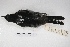  ( - MACN-Or-ct 5371)  @12 [ ] Copyright (2015) MACN Museo Argentino de Ciencias Naturales, Bernardino Rivadavia
