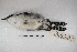  ( - MACN-Or-ct 5371)  @12 [ ] Copyright (2015) MACN Museo Argentino de Ciencias Naturales, Bernardino Rivadavia