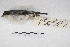  ( - MACN-Or-ct 5379)  @13 [ ] Copyright (2015) MACN Museo Argentino de Ciencias Naturales, Bernardino Rivadavia