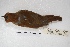  ( - MACN-Or-ct 5393)  @12 [ ] Copyright (2015) MACN Museo Argentino de Ciencias Naturales, Bernardino Rivadavia