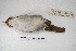  ( - MACN-Or-ct 5393)  @12 [ ] Copyright (2015) MACN Museo Argentino de Ciencias Naturales, Bernardino Rivadavia