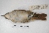  ( - MACN-Or-ct 5396)  @12 [ ] Copyright (2015) MACN Museo Argentino de Ciencias Naturales, Bernardino Rivadavia