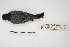  ( - MACN-Or-ct 5397)  @13 [ ] Copyright (2015) MACN Museo Argentino de Ciencias Naturales, Bernardino Rivadavia