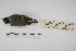  ( - MACN-Or-ct 5412)  @11 [ ] Copyright (2015) MACN Museo Argentino de Ciencias Naturales, Bernardino Rivadavia