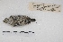  ( - MACN-Or-ct 5412)  @11 [ ] Copyright (2015) MACN Museo Argentino de Ciencias Naturales, Bernardino Rivadavia