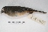  ( - MACN-Or-ct 5413)  @13 [ ] Copyright (2015) MACN Museo Argentino de Ciencias Naturales, Bernardino Rivadavia