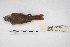  ( - MACN-Or-ct 5414)  @12 [ ] Copyright (2015) MACN Museo Argentino de Ciencias Naturales, Bernardino Rivadavia