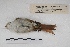  ( - MACN-Or-ct 5414)  @12 [ ] Copyright (2015) MACN Museo Argentino de Ciencias Naturales, Bernardino Rivadavia