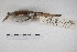  ( - MACN-Or-ct 5425)  @13 [ ] Copyright (2015) MACN Museo Argentino de Ciencias Naturales, Bernardino Rivadavia