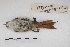  ( - MACN-Or-ct 5425)  @12 [ ] Copyright (2015) MACN Museo Argentino de Ciencias Naturales, Bernardino Rivadavia