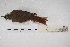  ( - MACN-Or-ct 5431)  @12 [ ] Copyright (2015) MACN Museo Argentino de Ciencias Naturales, Bernardino Rivadavia