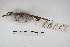  ( - MACN-Or-ct 5431)  @12 [ ] Copyright (2015) MACN Museo Argentino de Ciencias Naturales, Bernardino Rivadavia