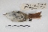  ( - MACN-Or-ct 5431)  @12 [ ] Copyright (2015) MACN Museo Argentino de Ciencias Naturales, Bernardino Rivadavia