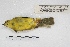  ( - MACN-Or-ct 5621)  @12 [ ] Copyright (2015) MACN Museo Argentino de Ciencias Naturales, Bernardino Rivadavia