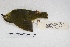  ( - MACN-Or-ct 5623)  @13 [ ] Copyright (2015) MACN Museo Argentino de Ciencias Naturales, Bernardino Rivadavia