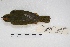  ( - MACN-Or-ct 5624)  @12 [ ] Copyright (2015) MACN Museo Argentino de Ciencias Naturales, Bernardino Rivadavia