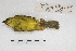  ( - MACN-Or-ct 5624)  @12 [ ] Copyright (2015) MACN Museo Argentino de Ciencias Naturales, Bernardino Rivadavia