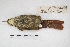  ( - MACN-Or-ct 5647)  @11 [ ] Copyright (2015) MACN Museo Argentino de Ciencias Naturales, Bernardino Rivadavia
