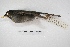  (Turdus nigriceps - MACN-Or-ct 5655)  @13 [ ] Copyright (2015) MACN Museo Argentino de Ciencias Naturales, Bernardino Rivadavia