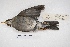  ( - MACN-Or-ct 5655)  @12 [ ] Copyright (2015) MACN Museo Argentino de Ciencias Naturales, Bernardino Rivadavia